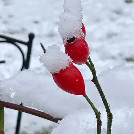 Auf Der Heide - Fuer 6 Personen *